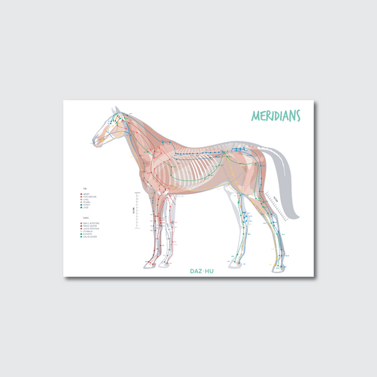 EQUINE POSTERS